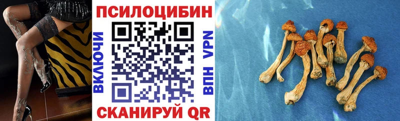 Псилоцибиновые грибы Cubensis  mega сайт  Макаров  как найти наркотики 