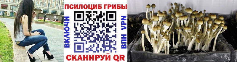 Псилоцибиновые грибы Cubensis Макаров